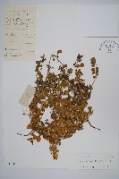 刺花蓮子草藏品圖，第1張