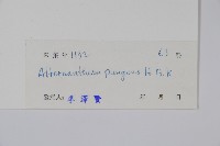 刺花蓮子草藏品圖，第2張