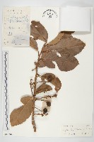 九來龍藏品圖，第1張