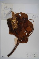 西印度白塞木藏品圖，第1張