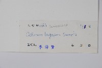 西印度白塞木藏品圖，第2張