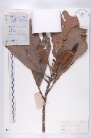 大花五椏果藏品圖，第1張