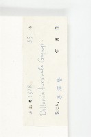 大花五椏果藏品圖，第3張