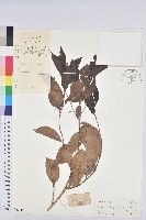 登錄號:S032606藏品圖，第1張