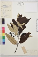 麥珠子藏品圖，第1張