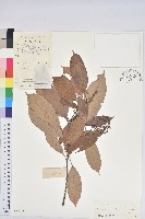 橿葉柯藏品圖，第1張