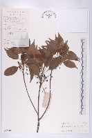 華杜英藏品圖，第1張