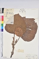 中平樹藏品圖，第1張