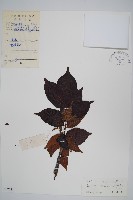 厚皮樹藏品圖，第1張