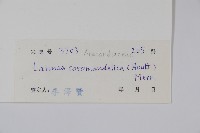 厚皮樹藏品圖，第2張