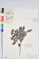 黑面神藏品圖，第1張