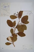 毛萼厚殼樹藏品圖，第1張