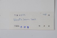 毛萼厚殼樹藏品圖，第2張