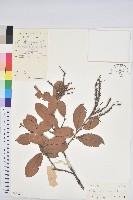 海南栲藏品圖，第1張