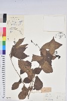 留萼木藏品圖，第1張