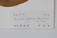 仔欖樹藏品圖，第2張