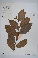 嘉陵花藏品圖，第1張