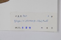 嘉陵花藏品圖，第2張