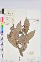 山地五月茶藏品圖，第1張