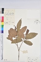 山苦茶、鷓鴣茶藏品圖，第1張