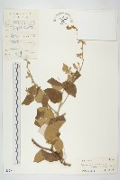 大花飛蛾藤藏品圖，第1張