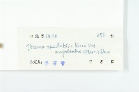 大花飛蛾藤藏品圖，第3張