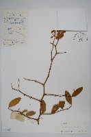 登錄號:S032652藏品圖，第1張