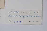 藤春藏品圖，第2張