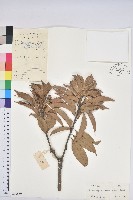 後大埔石櫟、煙斗柯藏品圖，第1張