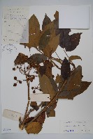 十蕊大參藏品圖，第1張