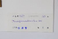 十蕊大參藏品圖，第2張