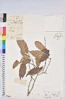 雲南銀柴藏品圖，第1張