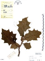 羊不食、毛茄藏品圖，第1張