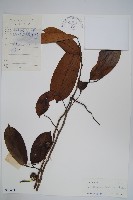 海南哥納香藏品圖，第1張