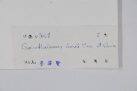 海南哥納香藏品圖，第2張