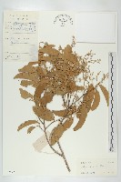 青梅藏品圖，第1張