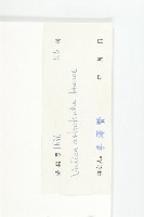 青梅藏品圖，第3張