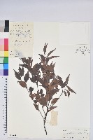 米飯花藏品圖，第1張