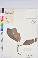 木奶果藏品圖，第1張