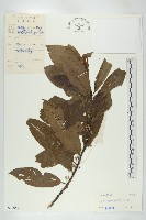 印度唸珠樹藏品圖，第1張