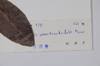 蕊木藏品圖，第2張