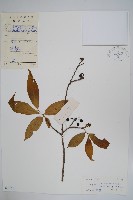 細基丸藏品圖，第1張