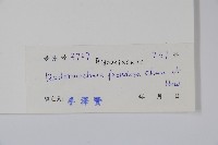 美葉菜豆樹藏品圖，第2張