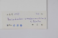 野漆、木臘樹藏品圖，第2張