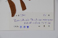 細果鐵冬青藏品圖，第2張