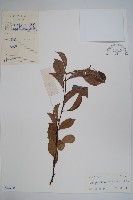 酸藤藏品圖，第1張