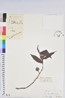 山地五月茶藏品圖，第1張