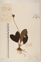 毛大丁草藏品圖，第1張