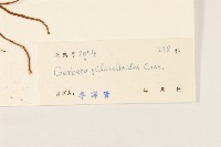 毛大丁草藏品圖，第3張