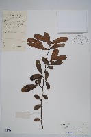 暗羅、雞爪樹藏品圖，第1張